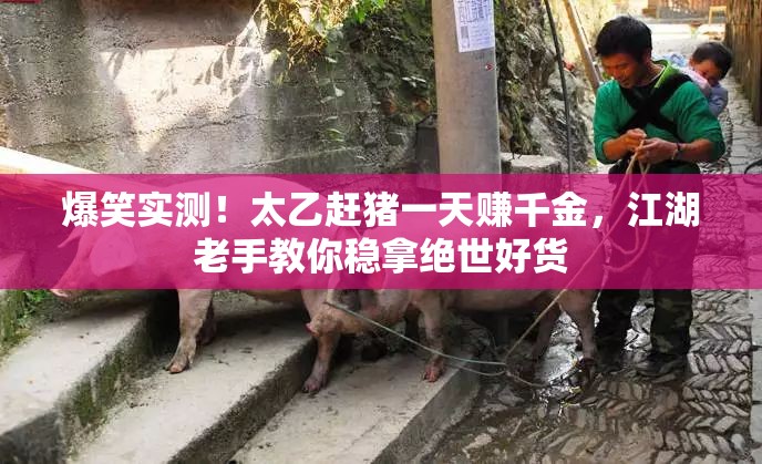爆笑實(shí)測！太乙趕豬一天賺千金，江湖老手教你穩拿絕世好貨